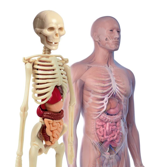 Igra ljudsko tijelo Clementoni - Slika 2